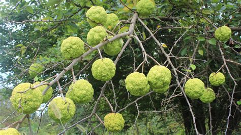 The Osage Orange Trees Purpose Evolved As History Developed