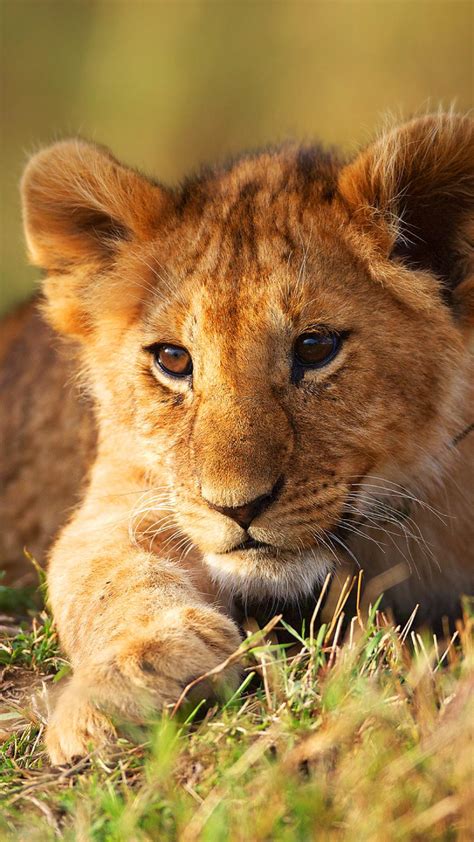 Lion Cubs Android Wallpapers Wallpaper Cave