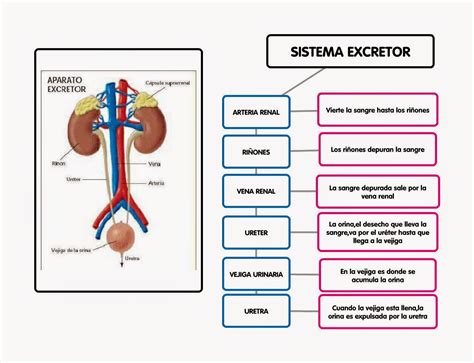 Sistema Excretor Esquemas Diagramas Gr Ficos Y Mapas Conceptuales The