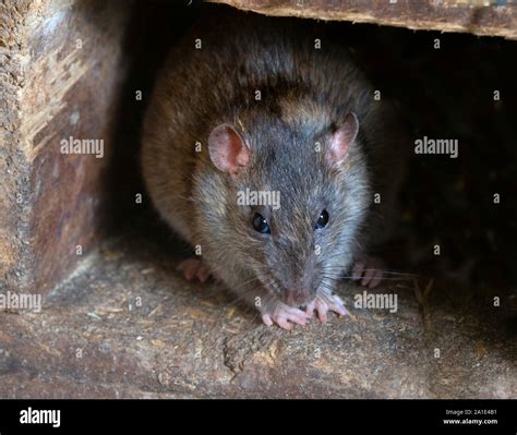 Brown Rat Rattus Norvegicus In Farm Buildig Stock Photo Alamy