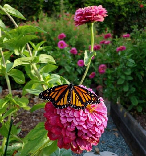I have great pictures and videos of all the bees. Top 23 Plants for Pollinators: Attract Bees, Butterflies ...
