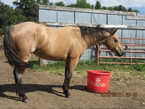 They can even be roan or turn completely gray. Buckskin Roan Mare! - Quarter Horse for Sale in Fullerton, ND