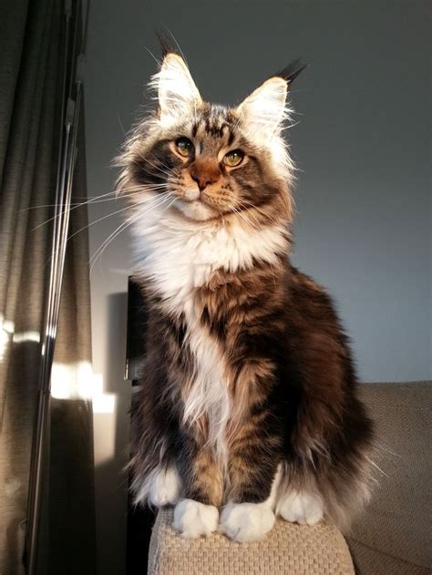 349 Best Maine Coon Images On Pinterest Kawaii Cat Cute