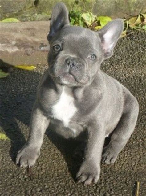 He has a majestic beauteous blue coat that radiates platinum quality. Grey-blue #frenchie | French Bulldogs | Pinterest