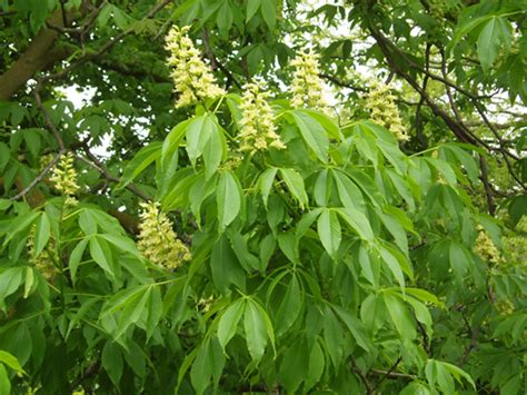 Aesculus Glabra Ohio Buckeye 12 18 Native Bare Root Tree