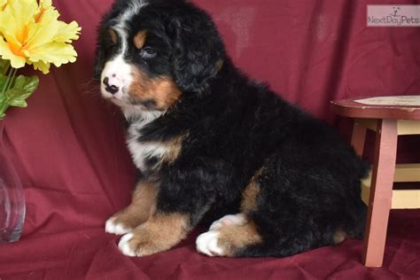3 y/o bernese (rip) gryffin: Abner: Bernese Mountain Dog puppy for sale near Columbus ...