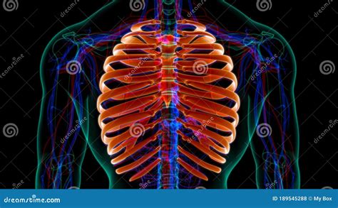 Human Skeleton Anatomy Rib Cage 3d Rendering Stock Illustration