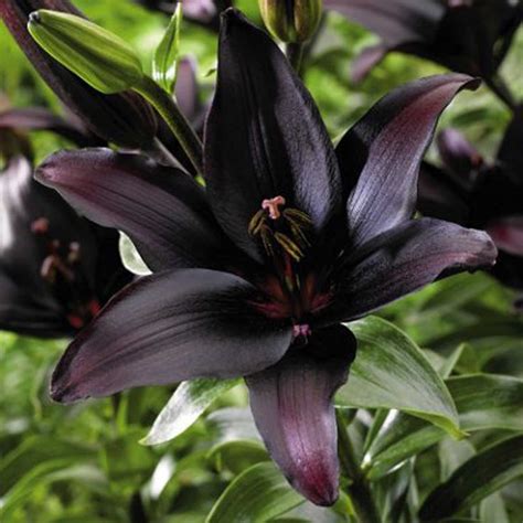 Black Lily Strangely Beautiful Bulb Flowers Black Flowers Goth Garden