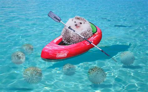 tiny hedgehog in a canoe gets the world s cutest photoshop battle mashable