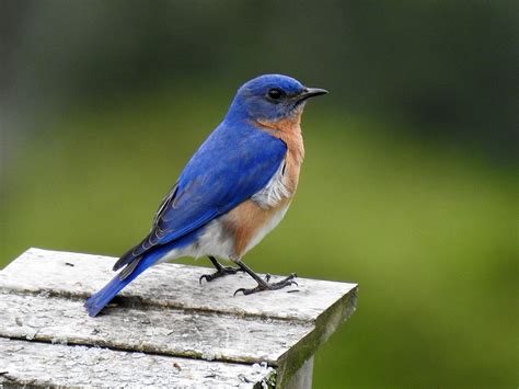 Eastern Bluebird Male Birdforum