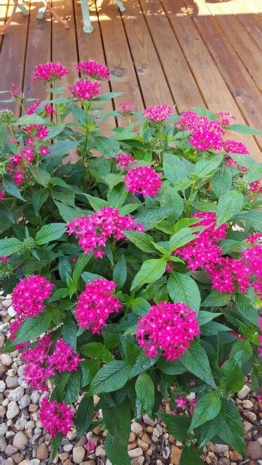 South florida perennials are the icing on the cake of pretty landscaping, as they live several years or longer with cyclical bursts of flowers. Pentas - survive summers and attract butterflies ...