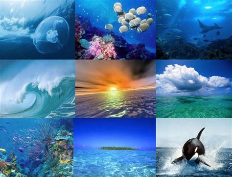 8 De Junio Día Mundial De Los Océanos