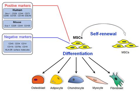 Schematic Diagram Of The Characteristics Of Mesenchymal Stem Cells