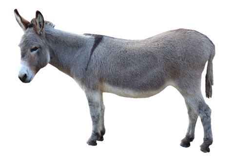 Grey Donkey Standing Png Image Purepng Free Transparent Cc0 Png