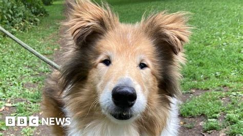 Stockton Starved Dog At Deaths Door Nursed Back To Health