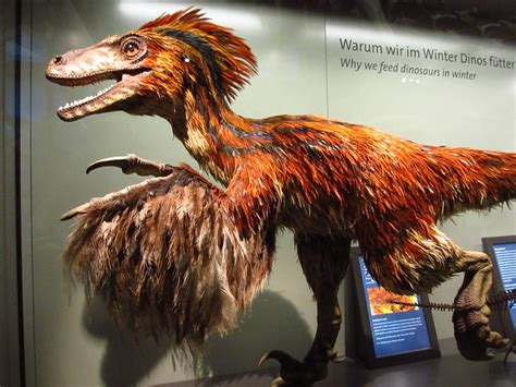 Feathery Theropod By Mandymoon Via Flickr Dinosaur Wonderopolis