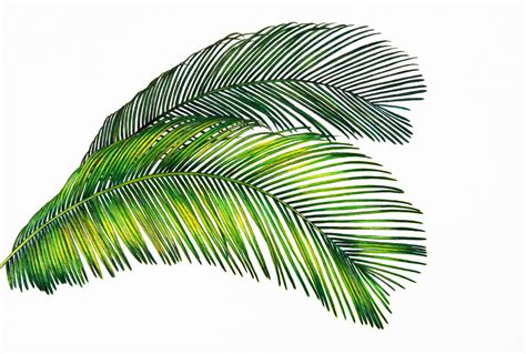 Free Images Tropical Green Two Leaves Painting Leaf