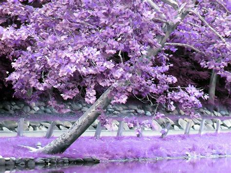 Purple Tree Daydreaming Wallpaper 20597690 Fanpop