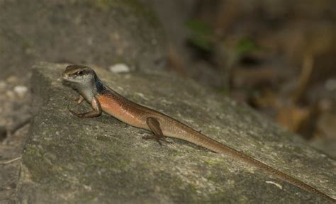 Long Skink Lizard Anne Morito Race Flickr