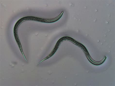 How Nematodes Outsmart The Defenses Of Pests Myscience News News 2019