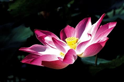 Sentrang Is Vietnamese For Lotus A Remarkable Aquatic Flower That Is