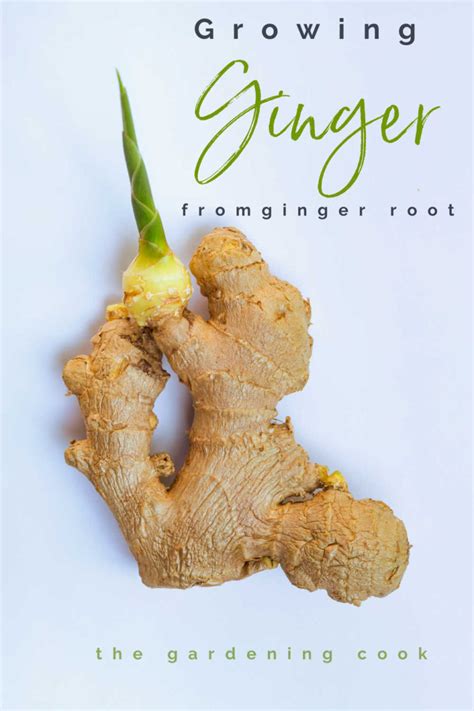 Growing Ginger From Root How To Grow Ginger Root