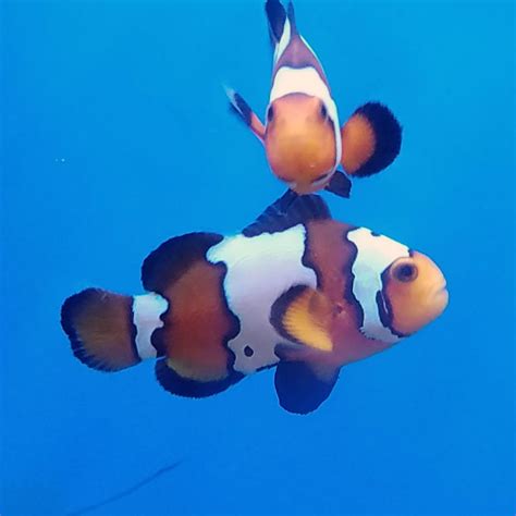 Black Ice Snowflake Clownfish Amphiprion Ocellaris Captive Bred