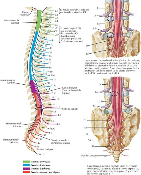 Médula Espinal Enfermería