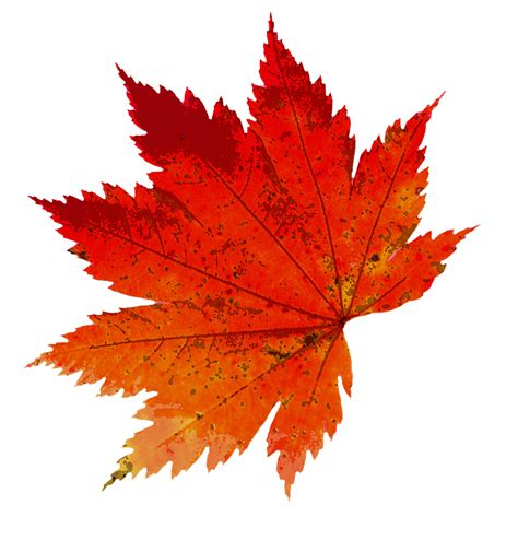 Høsten Blader Farge · Gratis Bilde På Pixabay