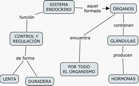 Mapa Conceptual Del Sistema Endocrino ¡guía Paso A Paso