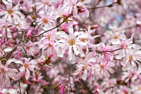 24/7 customer service and expert suggestions. Pink Spring Blossoms in Milan - Italy Chronicles