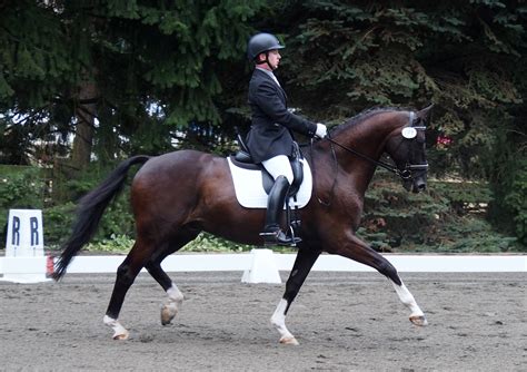 Gdcta is growing and looking for more committee chairs and members to help keep things moving along smoothly. M Dressage | Seattle Redmond WA Training Lessons and Boarding
