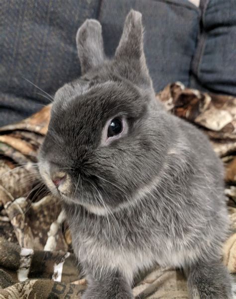 Netherland Dwarf Rabbit Rabbits For Sale Abingdon Md 286402