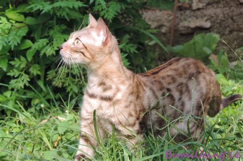 Kucing bengal atau blacan adalah keturunan ketiga dari hasil persilangan antara kucing american shorthair dengan kucing asian leopard. Gambar Foto Kucing Bengal Macan Kecil Eksotis Terbaru ...
