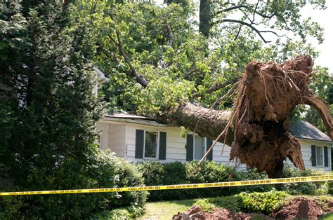 What To Do If A Tree Falls On Your House Guide Grace Tree