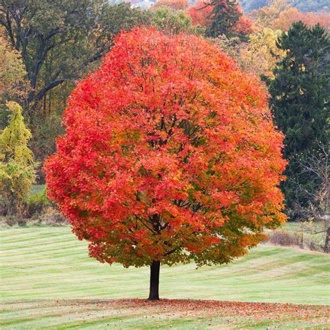 Sugar Maple Trees For Sale