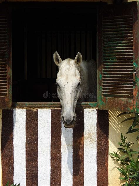 Horse Looking Out Window Stock Photos Download 253 Royalty Free Photos