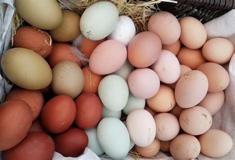When do chickens start laying eggs - Scrumptious Silkies