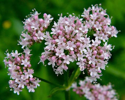 Valerian (valeriana officinalis, caprifoliaceae) is a perennial flowering plant native to europe and asia. Buy Valerian Root :: Valeriana officinalis :: Herbal Fire ...