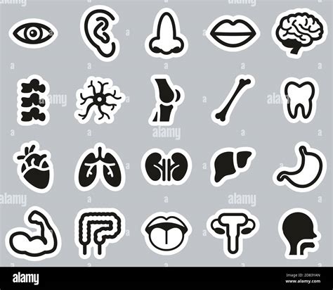 Partes Del Cuerpo Icono Fotografías E Imágenes De Alta Resolución