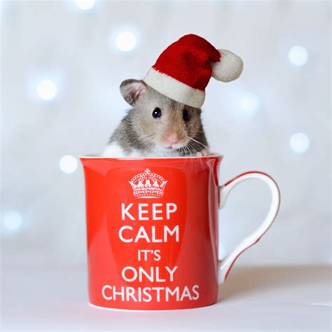 Christmas Pics Cute Animals Hamster Animals World