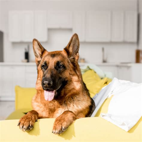 Can German Shepherds Live In Apartments German Shepherd Dog Hq