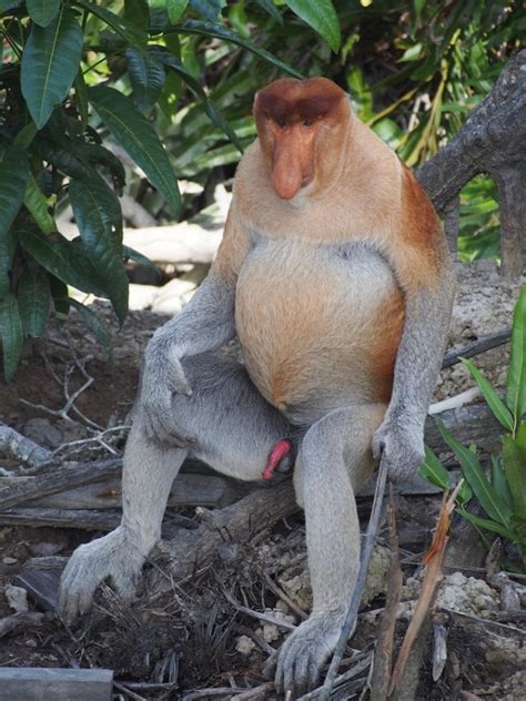 Labuk Bay Proboscis Monkeys Borneo