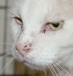 Cancer often has no specific symptoms, so it is important that people limit their risk factors and undergo appropriate cancer screening. Nose Pad Cancer In Cats: What Do You Need To Know About It ...