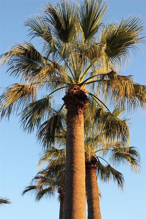 Department of agriculture plant hardiness zones 9a through 11. Parallel 49 Palms and Exotics: The Warm Glow of Evening ...