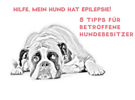 Hilfe Mein Hund Hat Epilepsie 5 Tipps Für Betroffene Hundebesitzer