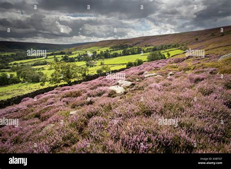 Moors Heather Westerdale Yorkshire Uk Hi Res Stock Photography And