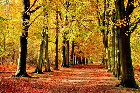 Autumn Fall Landscape Nature Tree Forest Leaf Leaves Fence Path Trail