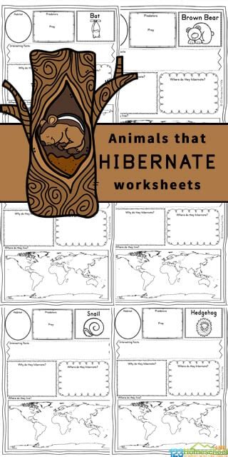 Hibernation Worksheets Printables Worksheet24