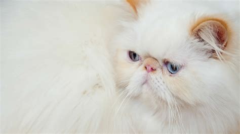 Persian Cats History Appearance Personality